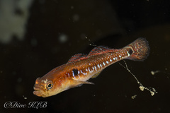 Two-spotted Goby
