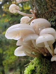 porcelain mushroom