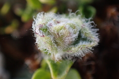 Thyme Gall-mite