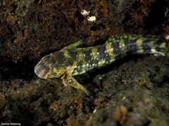 Montagu's Blenny