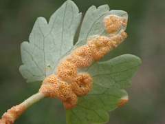Aecidium ranunculi-acris