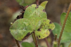 Uromyces fallens