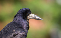 Rook