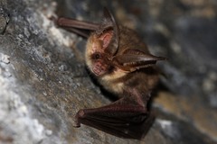 Brown Long-eared Bat
