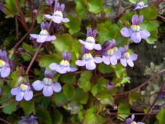 Ivy-leaved toadflax