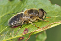 Tapered Drone Fly