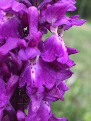 Early Purple Orchid