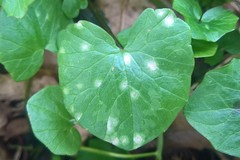 Entyloma ficariae