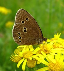 Ringlet