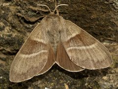 Fox Moth