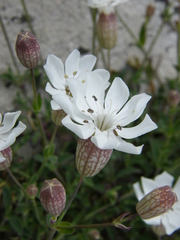 Sea Campion