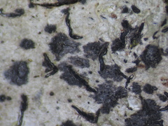 Stigmidium microspilum