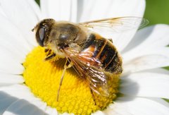 Common Drone Fly