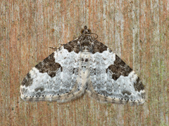 Garden Carpet