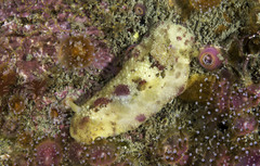 Sea Lemon