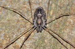 Platybunus pinetorum