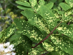 Rowan blister mite