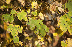 Black Tar Spot