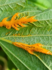 meadowsweet rust