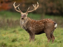 Sika Deer