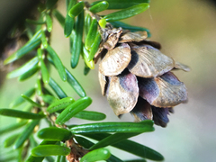 western hemlock