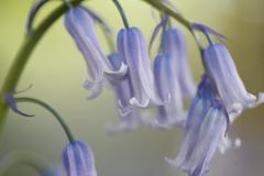 bluebell