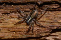 Toothed Weaver