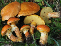 Larch Bolete