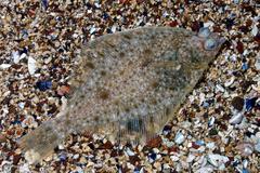 Sand Dab