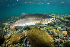 Pink Salmon