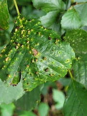 Alder Leaf Gall Mite