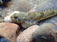 Chabot Bullhead