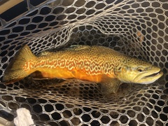 Tiger Trout