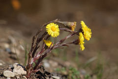 colt's-foot