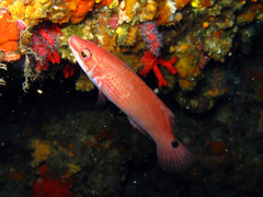 Goldsinny Wrasse