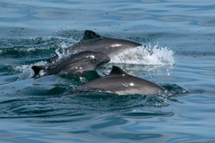Harbour Porpoise