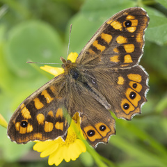 Speckled Wood