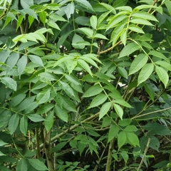 European ash