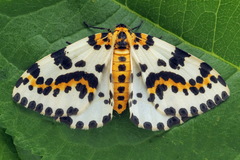 Magpie Moth