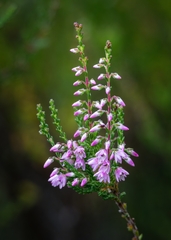 common heather