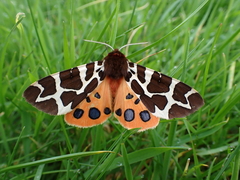 Garden Tiger