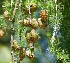 European larch