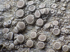 Crawfish Lichen