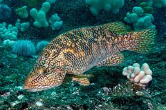 Ballan Wrasse