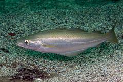 Atlantic Pollock