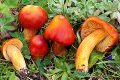 Crimson Waxcap