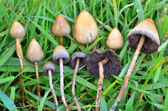 Liberty Cap