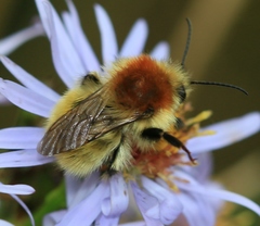 Moss Carder bee