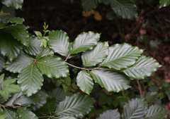 European beech