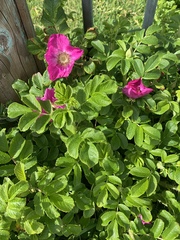 rugosa rose